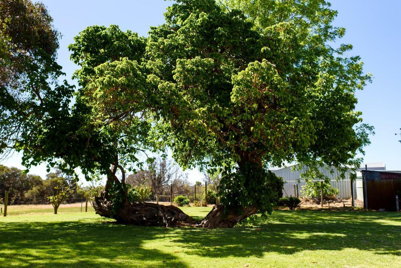 Fairlawn Estate ξενώνας Busselton Εξωτερικό φωτογραφία